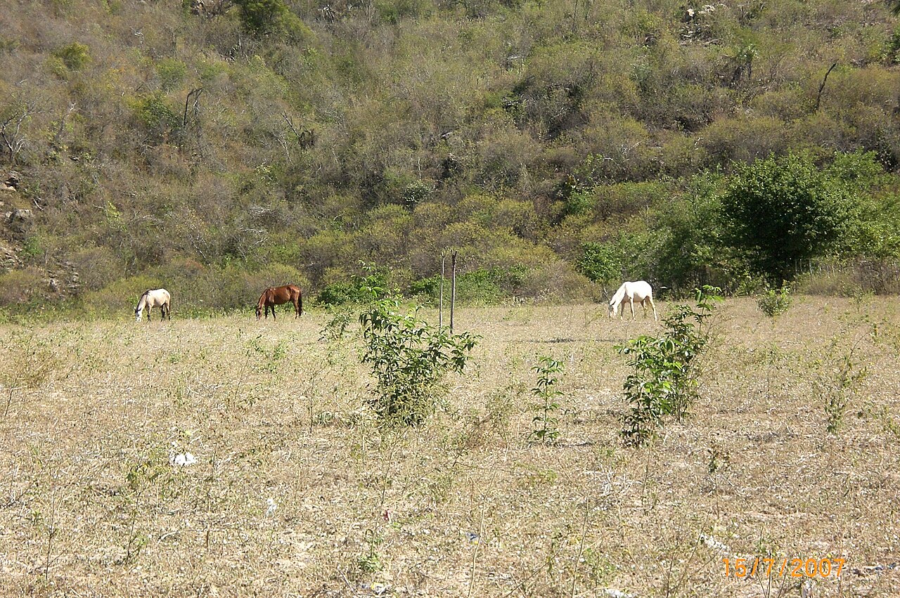 Onde fica Mauriti: localização, administração e dados do território