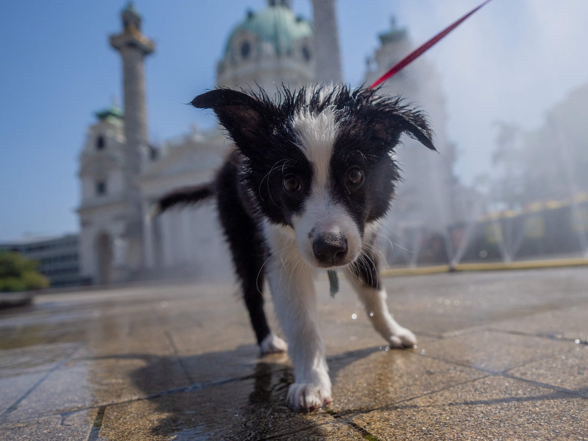 Leve uma garrafa: donos de cães vira-latas em Viena são aconselhados a enxaguar as urinas dos animais nas árvores