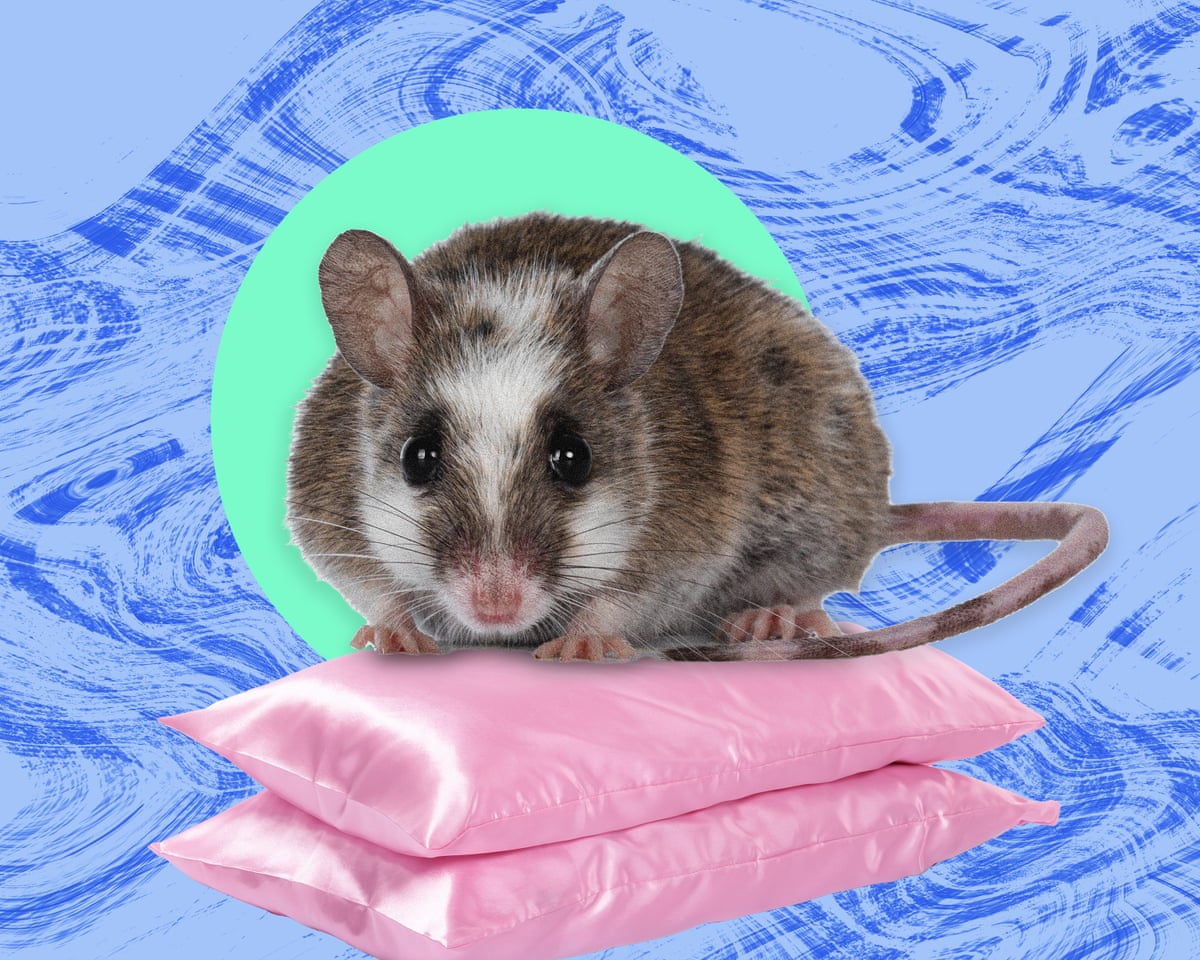 A praga que nunca esquecerei: as ratas ficavam em seis ou sete fileiras no gramado ao lado do meu dormitório.