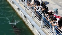Hiu 3,5 Meter Terjebak di Kanal, Jadi Tontonan Warlok