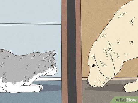 Você é um gato ou um cachorro