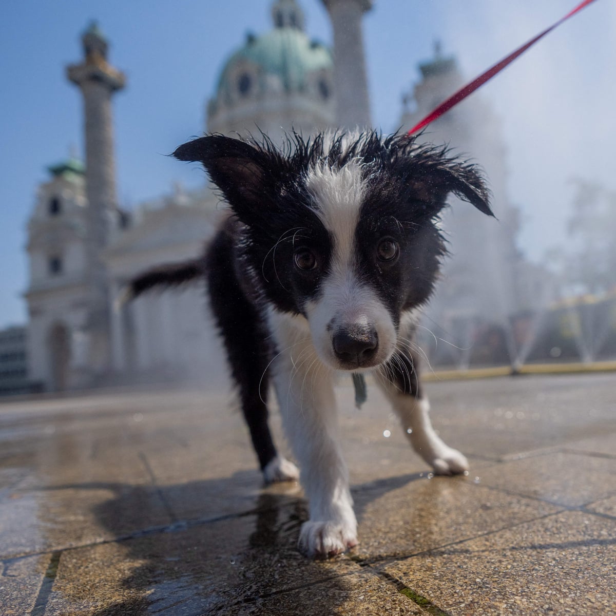 Leve uma garrafa: donos de cães vira-latas em Viena são aconselhados a enxaguar as urinas dos animais nas árvores