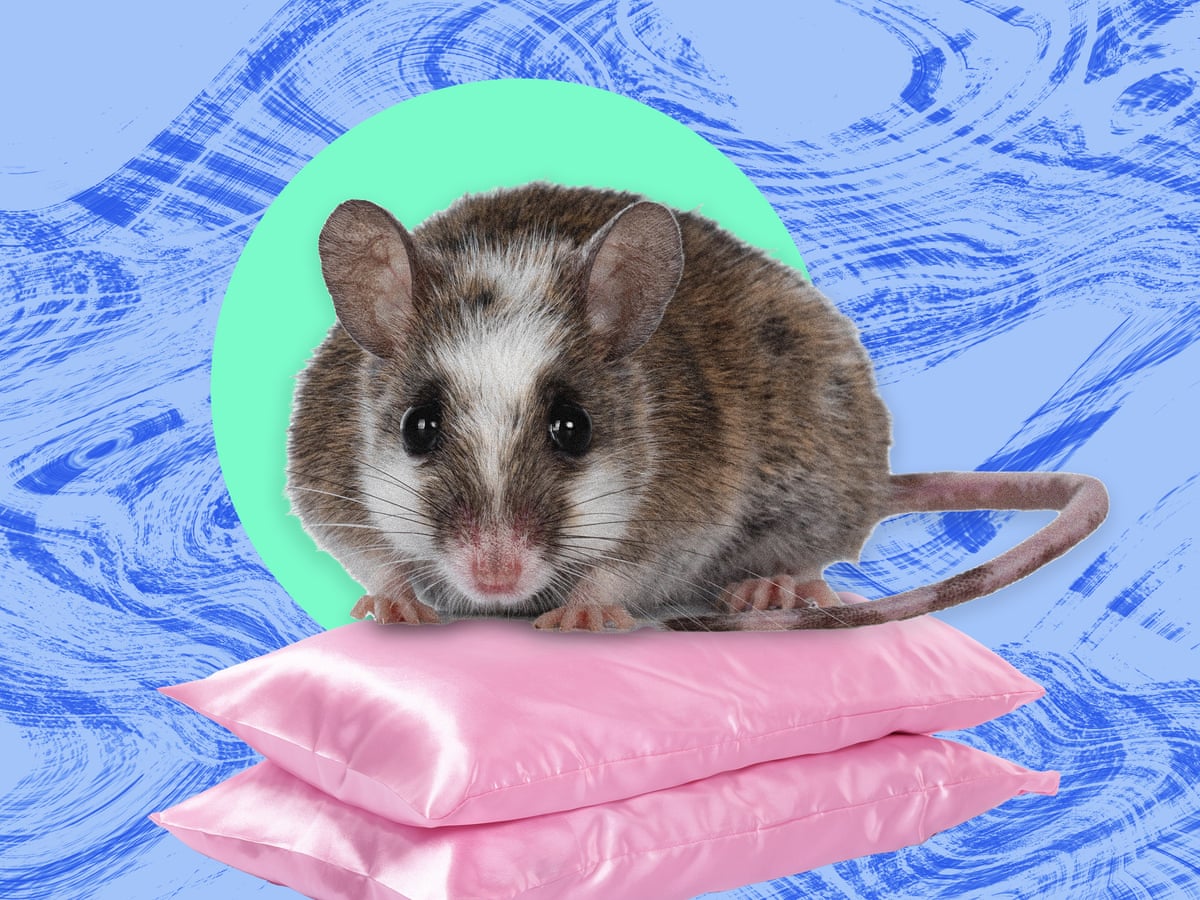A praga que nunca esquecerei: as ratas ficavam em seis ou sete fileiras no gramado ao lado do meu dormitório.