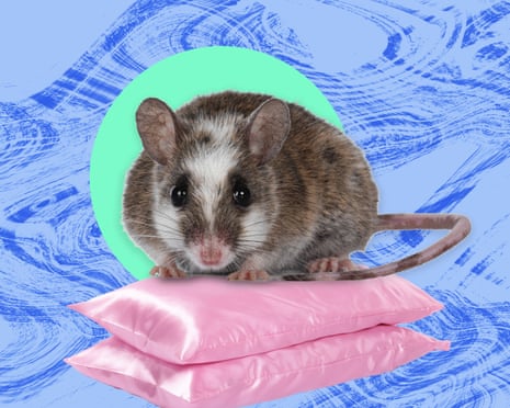 An illustration of a rat sitting atop two pink pillows.