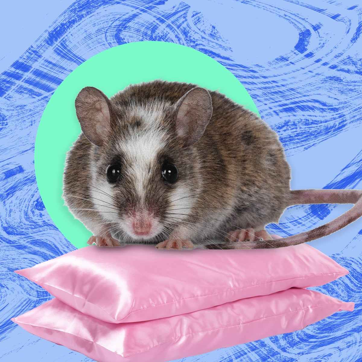A praga que nunca esquecerei: as ratas ficavam em seis ou sete fileiras no gramado ao lado do meu dormitório.