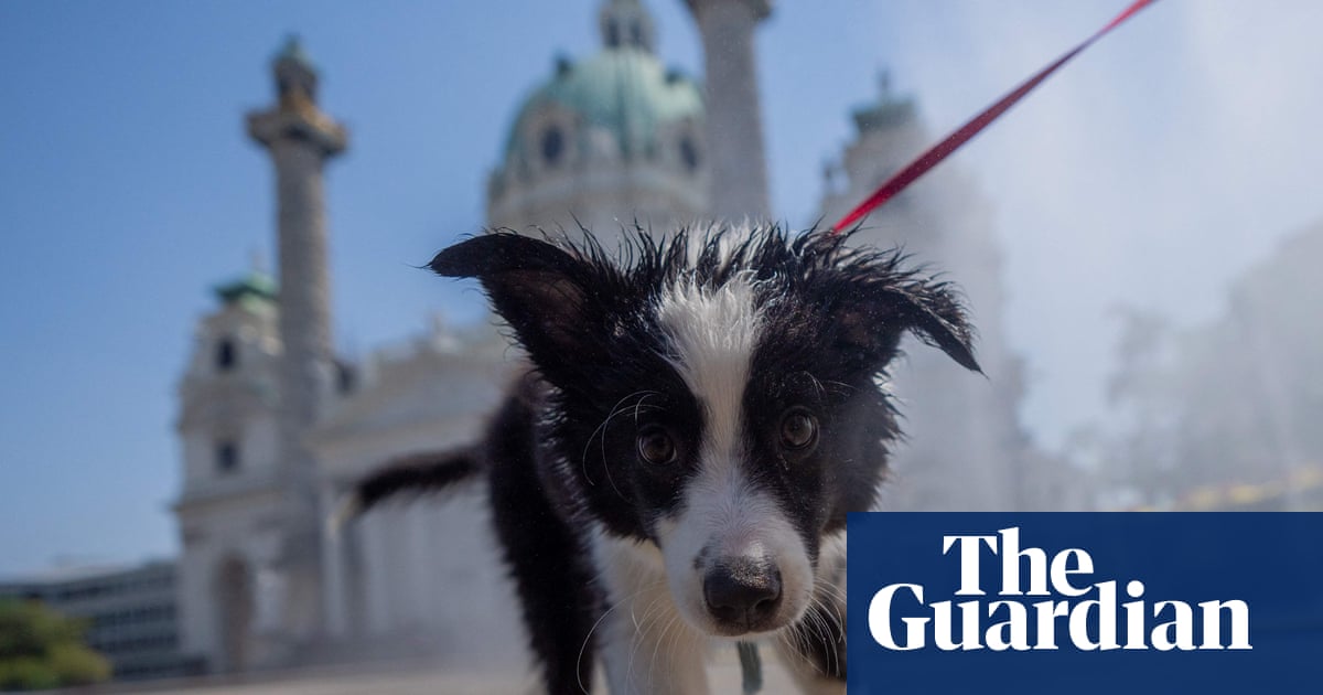 Leve uma garrafa: donos de cães vira-latas em Viena são aconselhados a enxaguar as urinas dos animais nas árvores