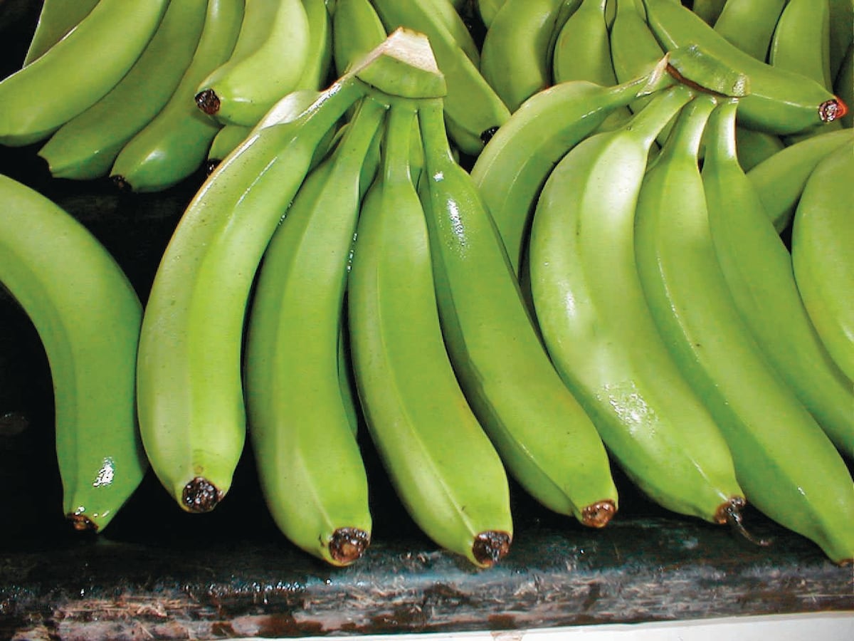 A banana ecuatoriana reclama preços justos para garantir salários dignos e sustentabilidade
