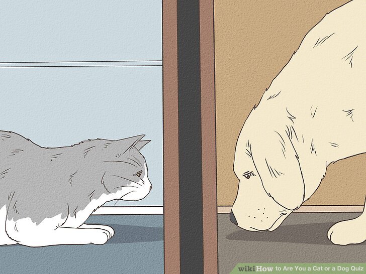 Você é um gato ou um cachorro