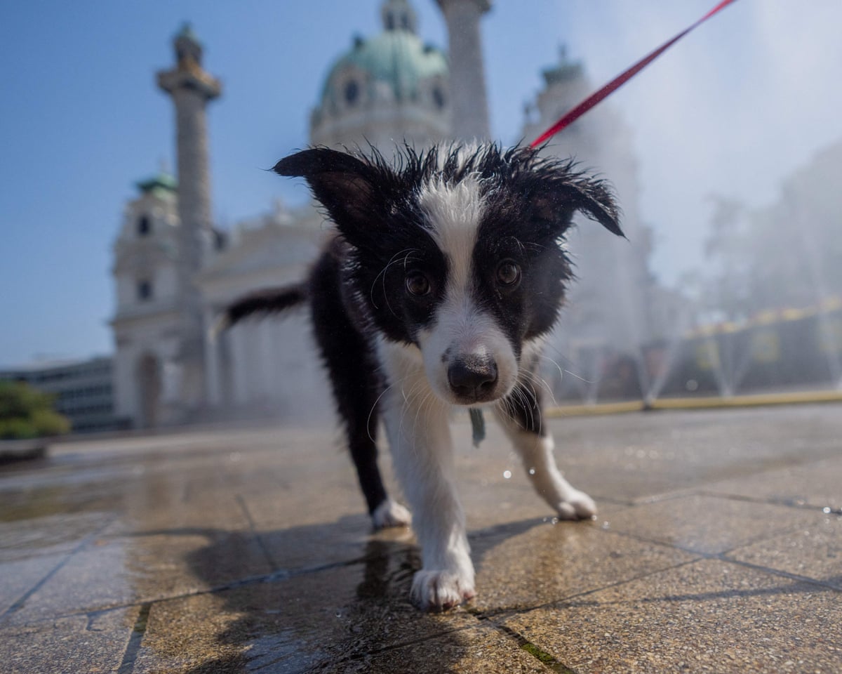 Leve uma garrafa: donos de cães vira-latas em Viena são aconselhados a enxaguar as urinas dos animais nas árvores