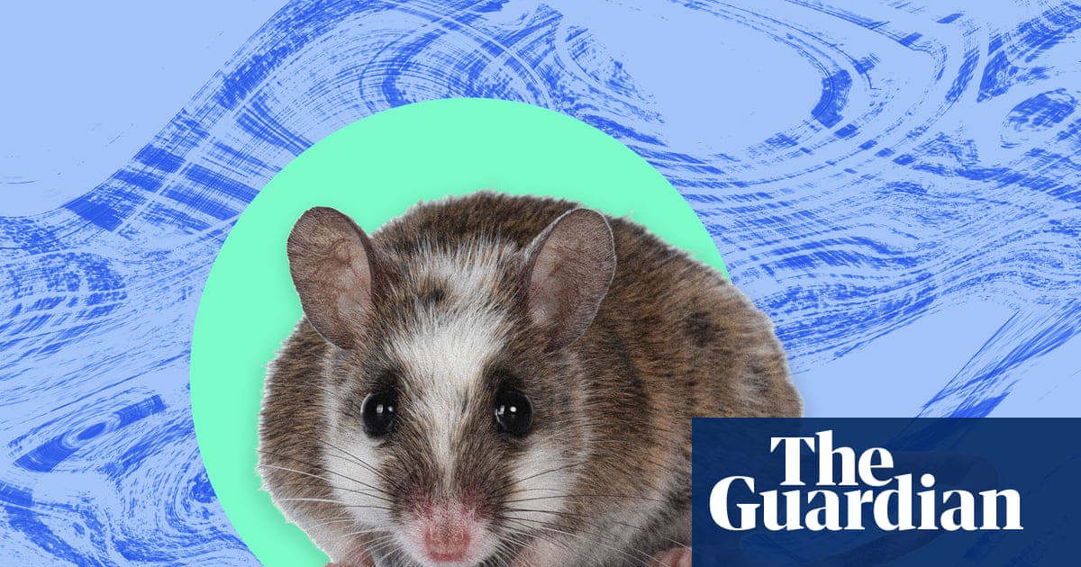 A praga que nunca esquecerei: as ratas ficavam em seis ou sete fileiras no gramado ao lado do meu dormitório.